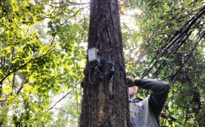 Ricerca sul rapporto degli italiani con le foreste