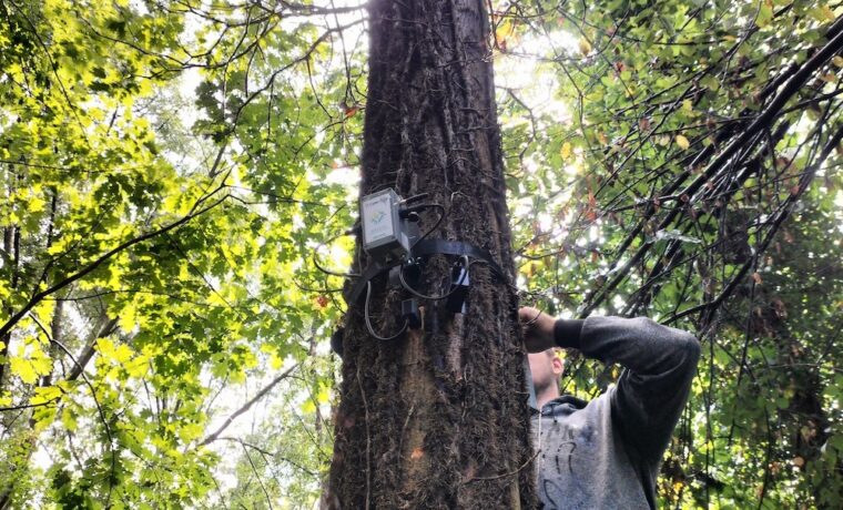 Ricerca sul rapporto degli italiani con le foreste