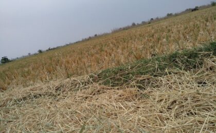 Immagine di agricoltura colpita da eventi climatici