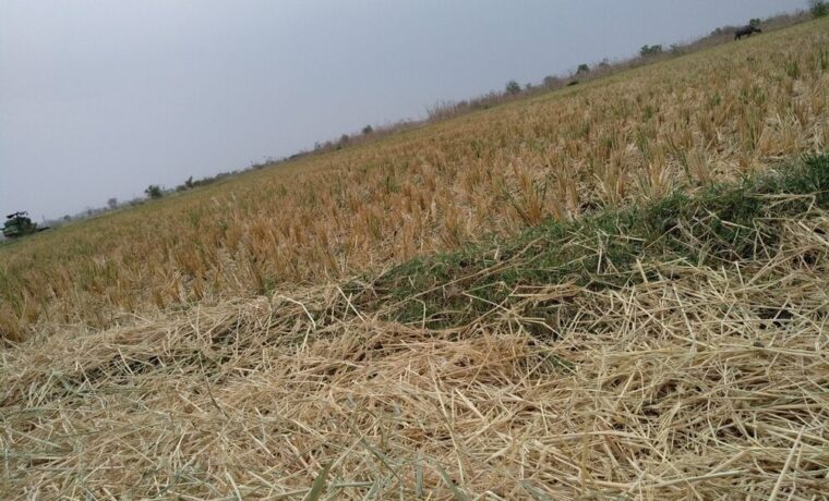 Immagine di agricoltura colpita da eventi climatici