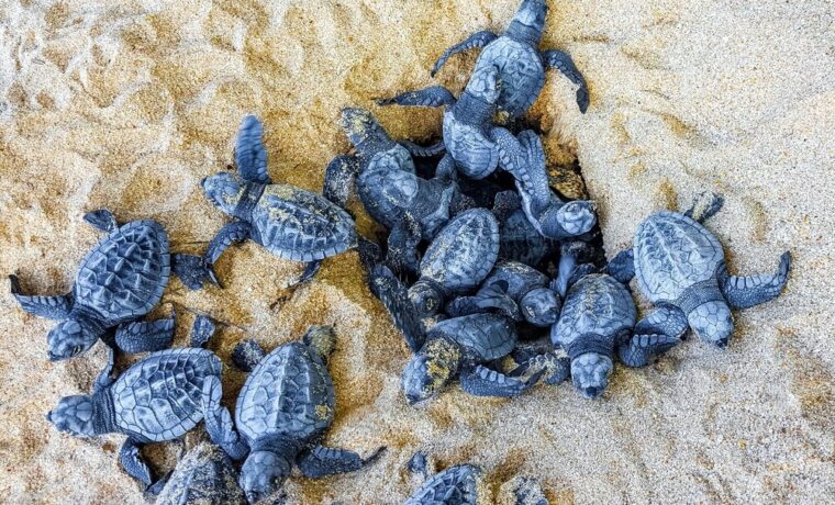 Nidi di tartaruga marina Caretta caretta