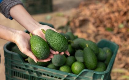 Coltivazione di avocado in Sicilia