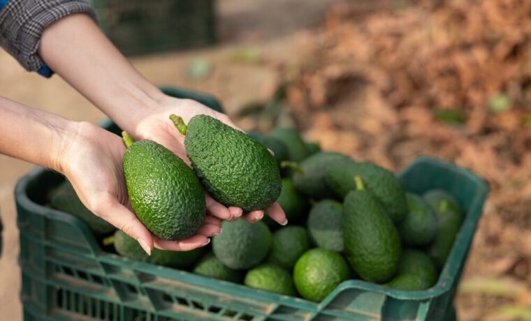 Coltivazione di avocado in Sicilia