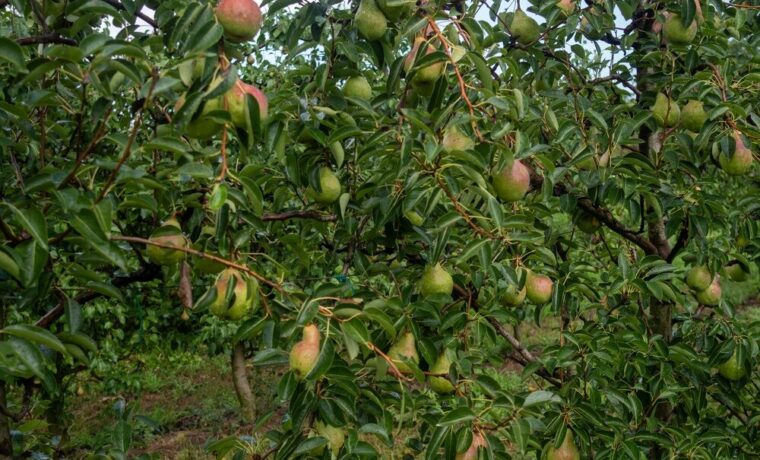 Pere italiane pronte per l'export