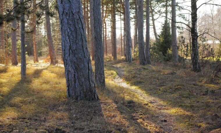 Immagine di alberi piantati in Italia
